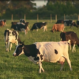 Dairy Farm: Ecolab ANZ: FUTURE-PROOFING THE DAIRY INDUSTRY THROUGH INNOVATION AND EXPERTISE