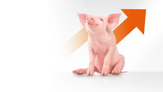 Swine prime image