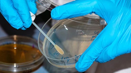 Micro Swabbing_550x310 A gloved microbiologist swabs a sample onto a petri dish in the laboratory.